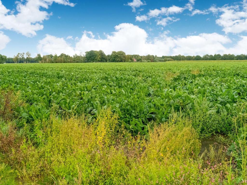 stegeren  酒店 quaint chalet in stegeren near forest (木屋)(荷兰