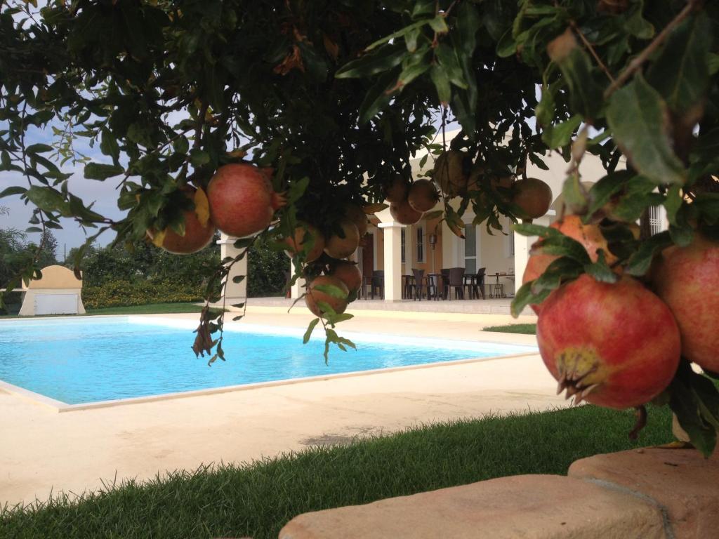 Sant' IsidoroVilla Bulcrini的游泳池前的苹果树