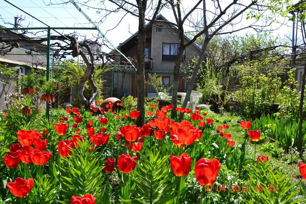 泰拉维Milorava's Guest House & Wine Cellar的一座房子前的红花花园