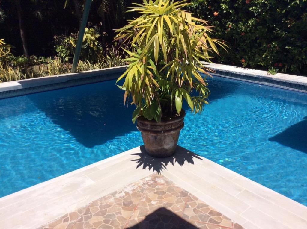 La AbuelaVillas Casa Carlos的游泳池旁的锅里的植物