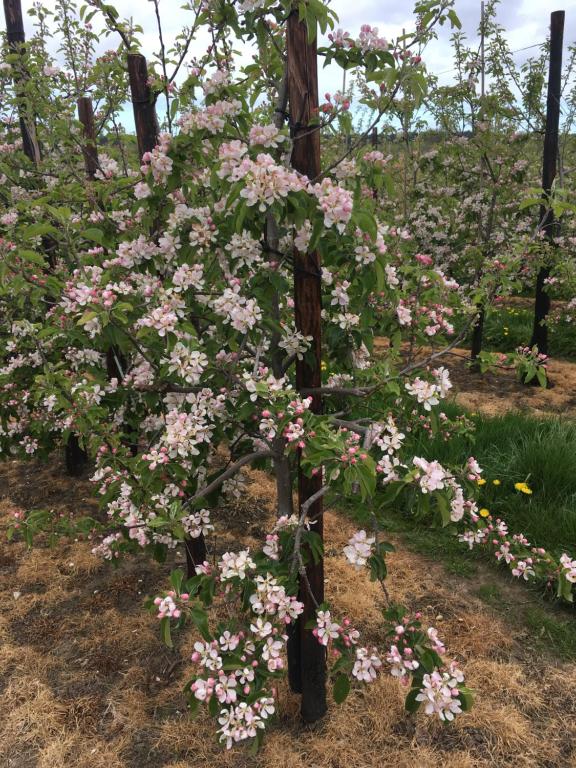 坎特伯雷Orchard Cottage的花园中一棵被粉红色花朵覆盖的树