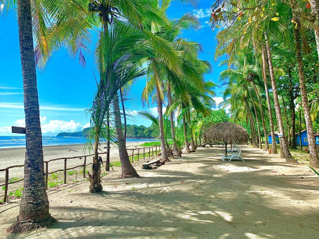 圣卡塔利娜岛Hotel Oasis & Surf Camp的沙滩上一排棕榈树