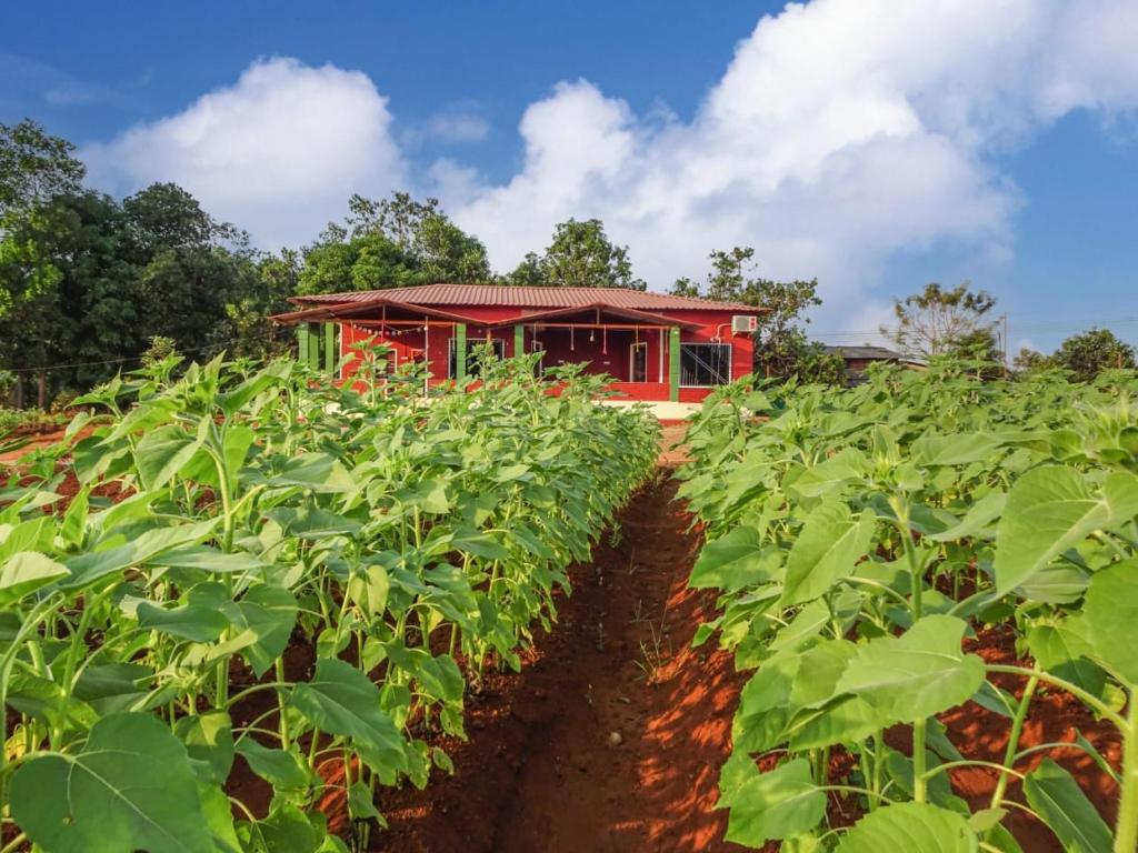 BhomAARYA FARM的背景中带有红色建筑的烟草领域