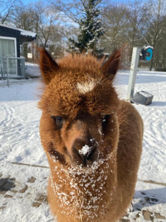 LenschowFerienwohnung im Park 1的雪中一只棕色的狗,脸上白雪
