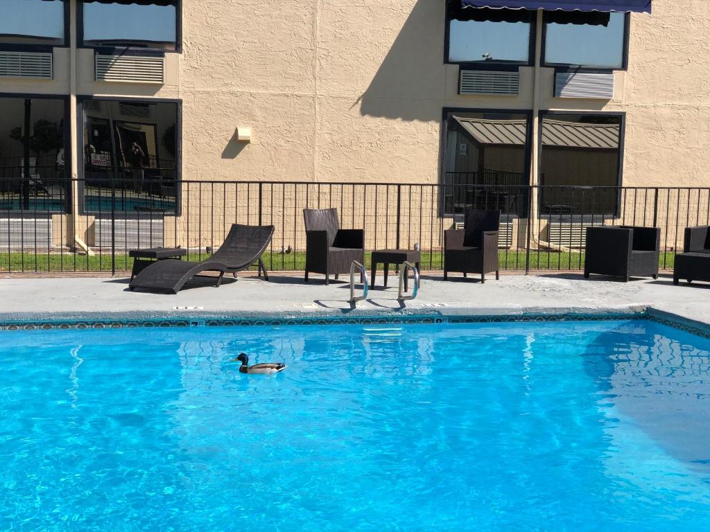 阿比林Abilene Whitten Inn的在蓝色游泳池游泳的鸭子