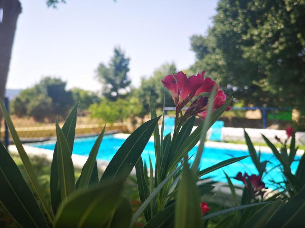 耶克拉卡萨乡村伊尔拉诺金塔尼利亚酒店的游泳池前的红花