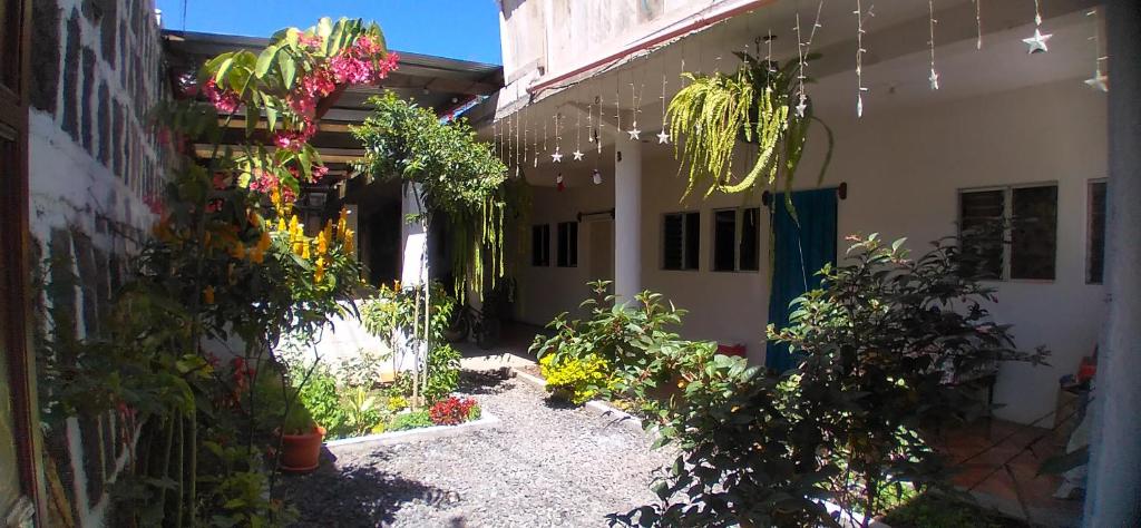 圣佩德罗拉拉古纳Casa LLEMO的植物和灯的庭院