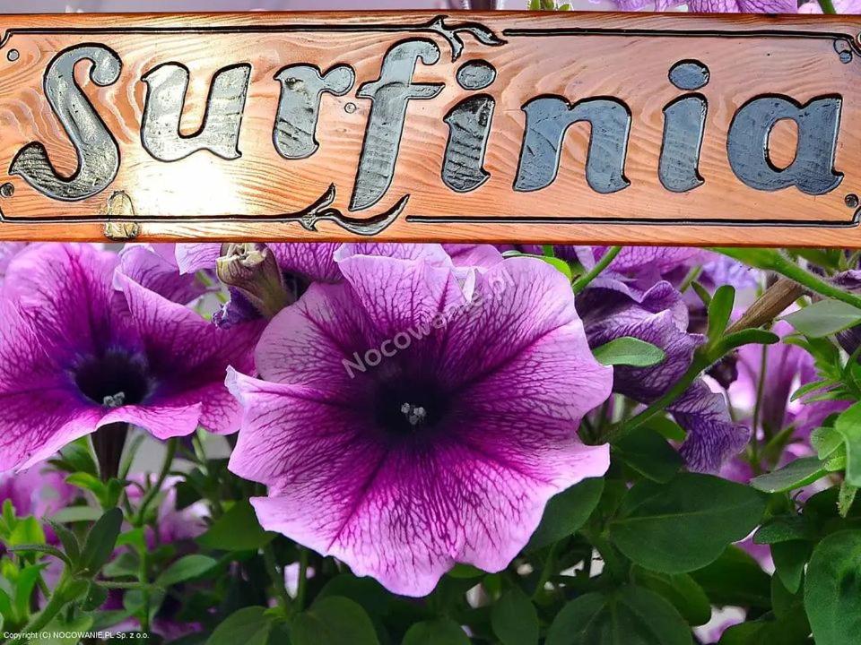 格但斯克POKOJE GOŚCINNE SURFINIA的紫色花顶上标有“夏日”字的标志