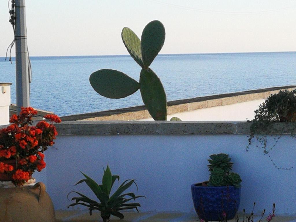 帕图Villetta baiasalento的坐在海边墙上的植物
