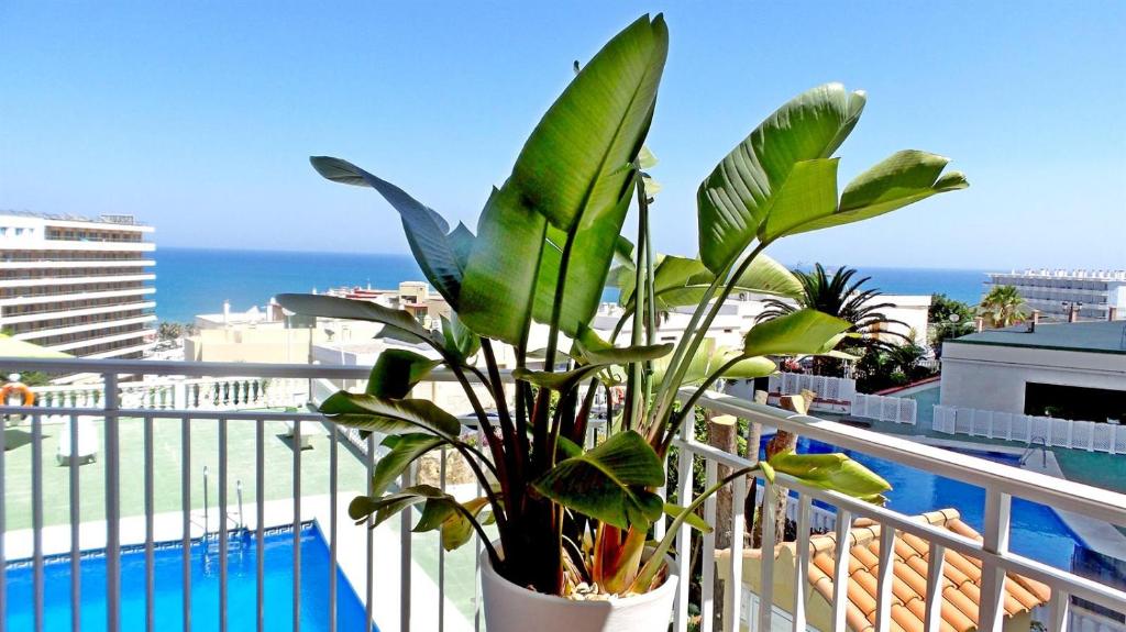 多列毛利诺斯Sea Views and big balcony的坐在泳池旁阳台的盆栽植物