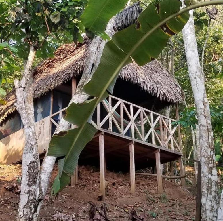 塔拉波托Katari Center的森林中茅草屋顶的小屋