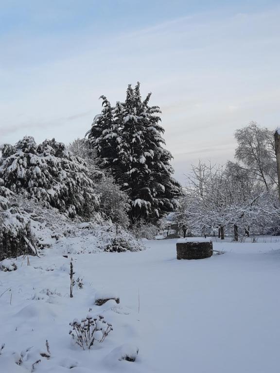 GevilleLa Grange aux dames的一片覆盖着树木的雪地