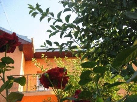 苏恰瓦拉里旅馆的玫瑰花丛,有一座建筑背景