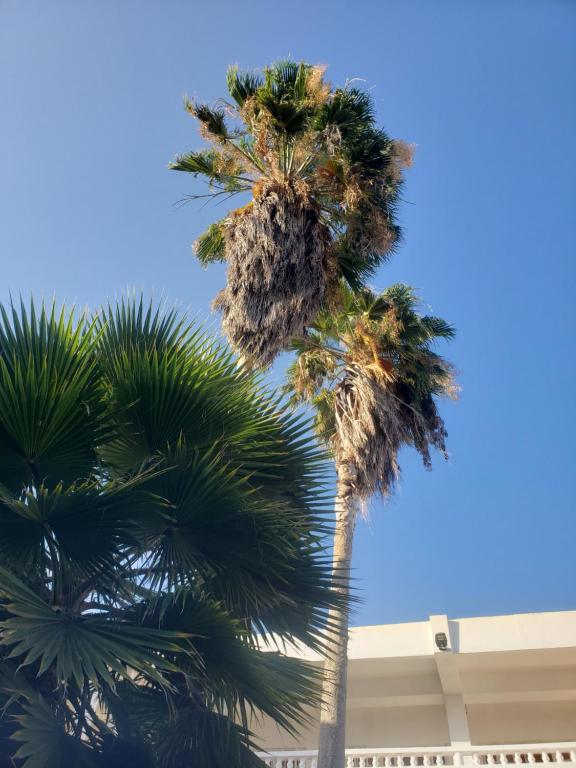 欧丘里欧Sea Shell Palms, Ocho Rios的蓝天背景的棕榈树