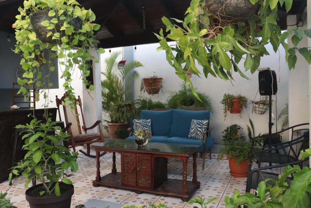 圣佩德罗苏拉El Jardin de la Nonna的一个带蓝色沙发的庭院,种满了植物