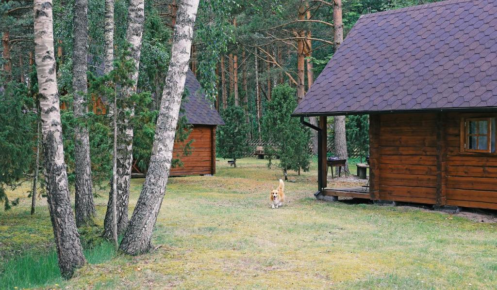 曼亚拉Niidupuu Camping的一只狗站在小木屋旁边