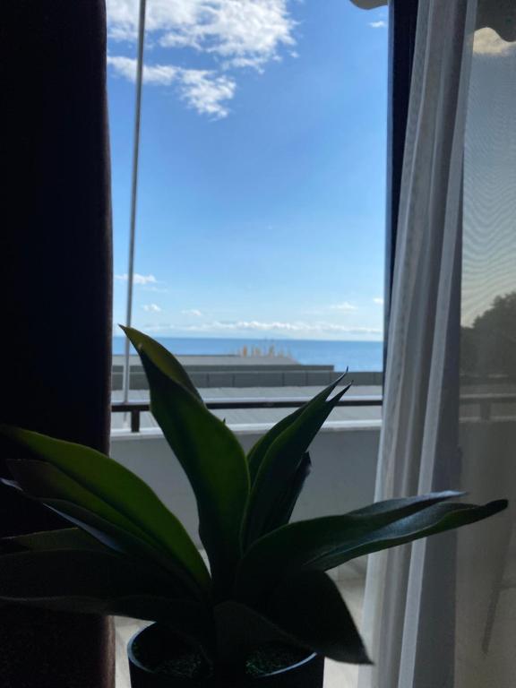 亚历山德鲁波利斯Alexander Apartments的坐在窗户旁的植物,享有海景