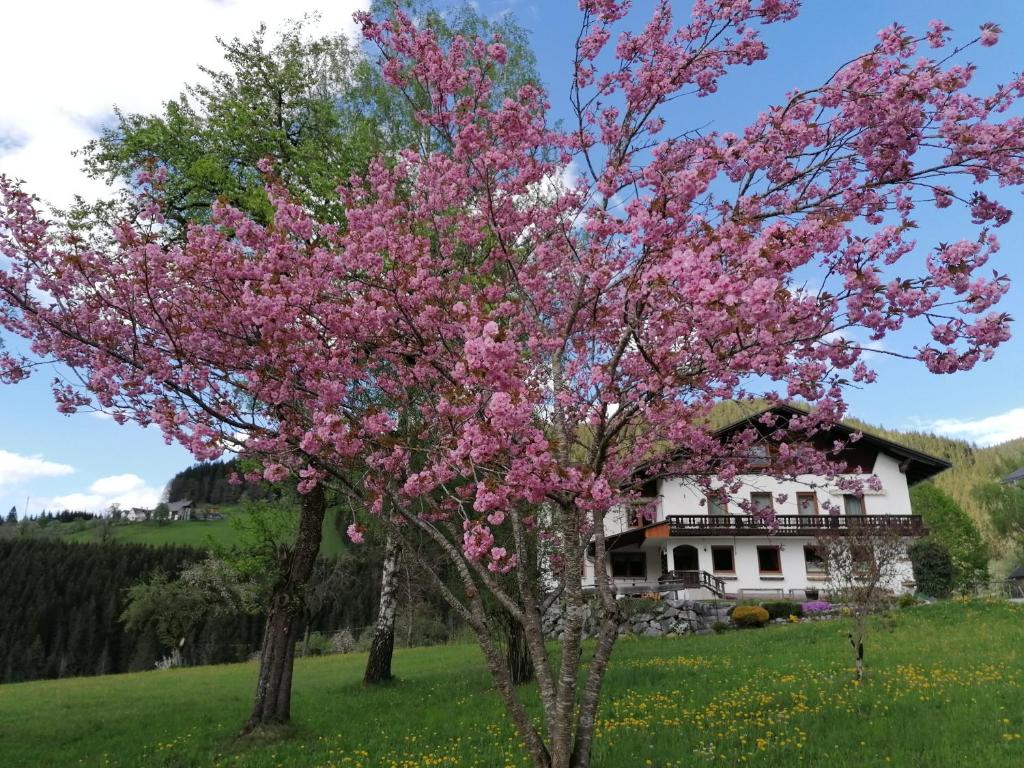 伊布斯河畔格施特灵Sinsamreith, Familie Ensmann的房子前有粉红色花的树