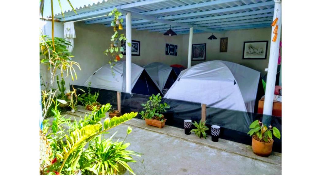 帕拉蒂Camping Conforto Ypê Branco的植物间里一组帐篷