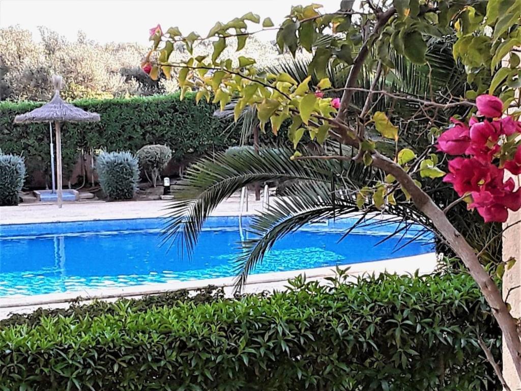 马纳科尔Apartment En Capillo的游泳池旁一棵带粉红色花的树