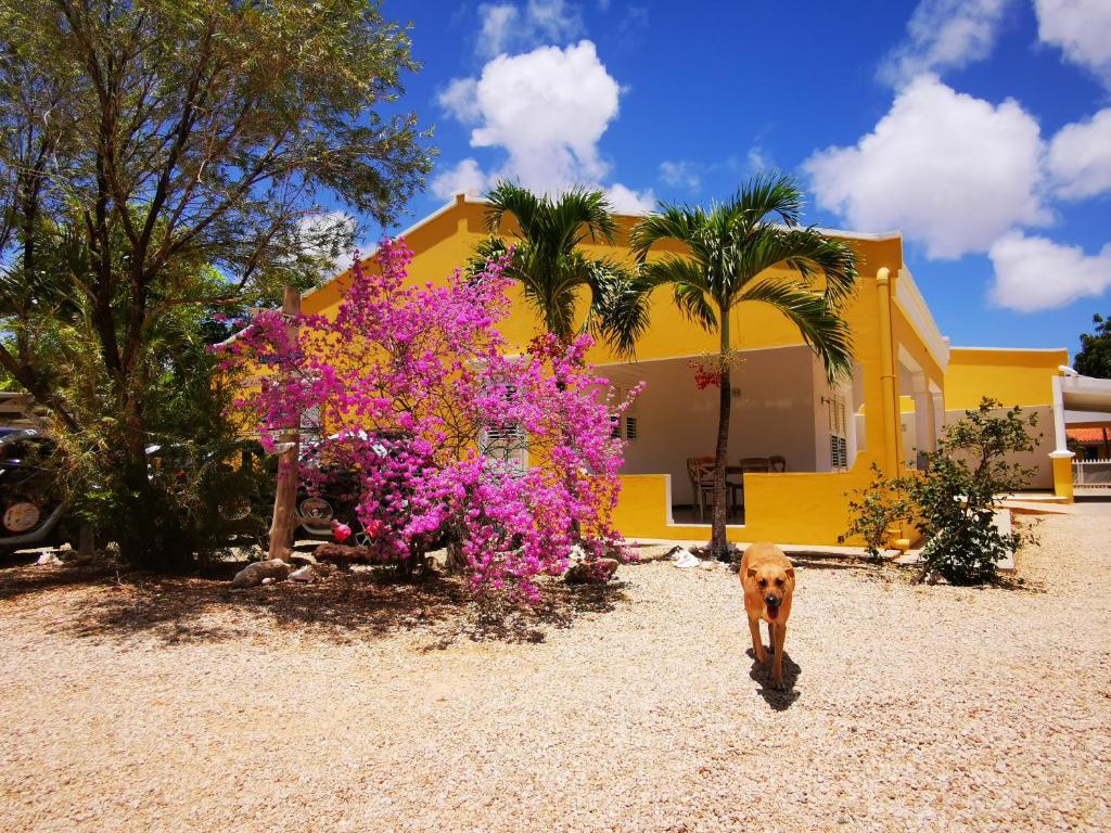 克拉伦代克路德廊 - 博内尔度假屋的一条狗在黄色房子前面行走,花色斑 ⁇ 