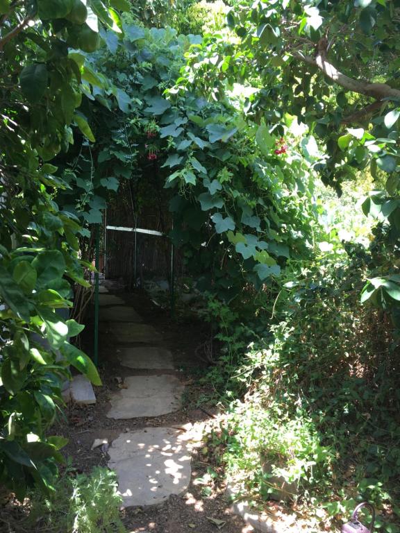 Kfar YonaThe fruit garden guesthouse的一条穿过树 ⁇ 和树叶的小径
