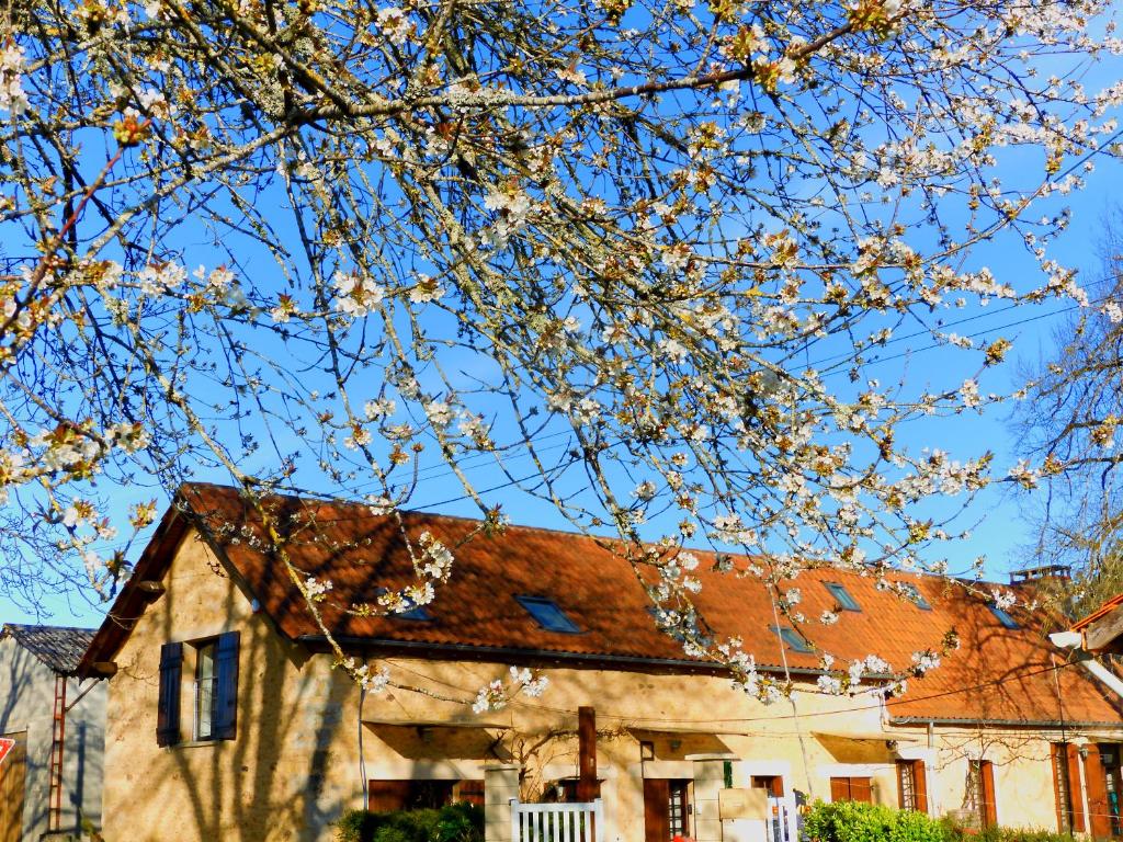Cendrieuxjacquada的屋前有白色花的树