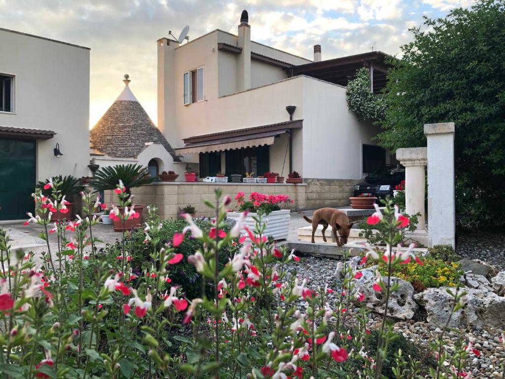 阿尔贝罗贝洛Casa delle Rondini的狗站在房子前面的花园中