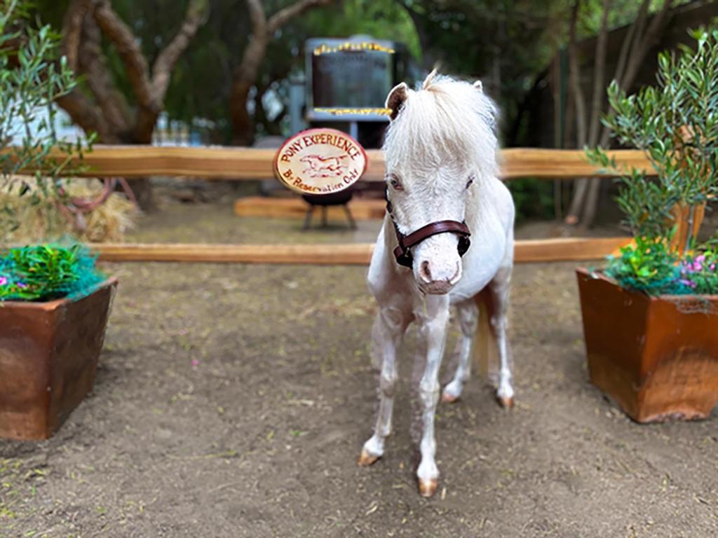 蒂梅丘拉The Pony Experience; Glamping with Private Petting Zoo的一只玩具马站在两株盆栽植物旁边