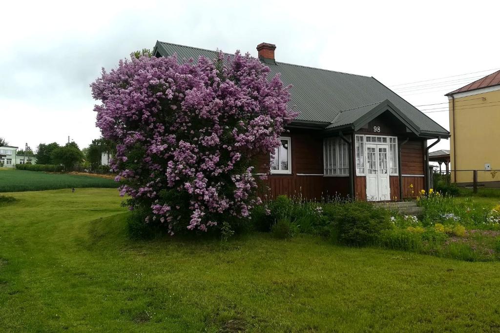 卢布林地区托马舒夫Domek na wsi的前面有大紫色灌木的房子