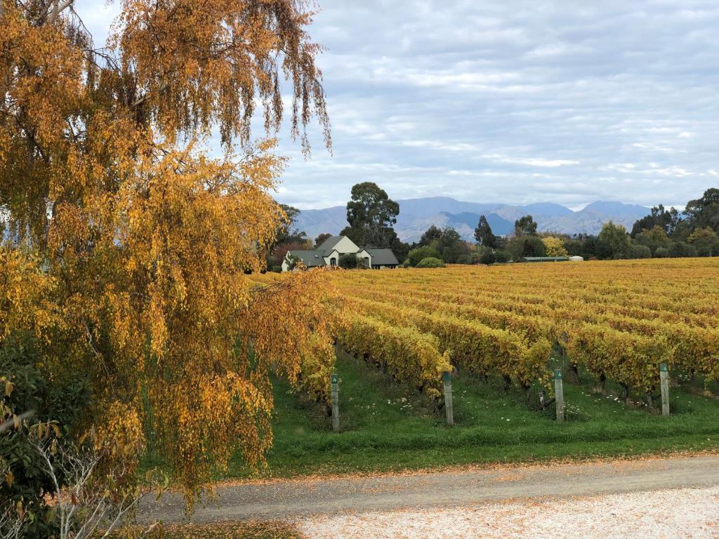 布伦海姆Vineyard Cottage in Blenheim on the Golden Mile的农作物田地,有房子在后面