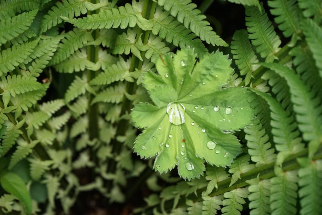 达尔汉旅馆 (旅馆),施特罗布尔(奥地利)优惠