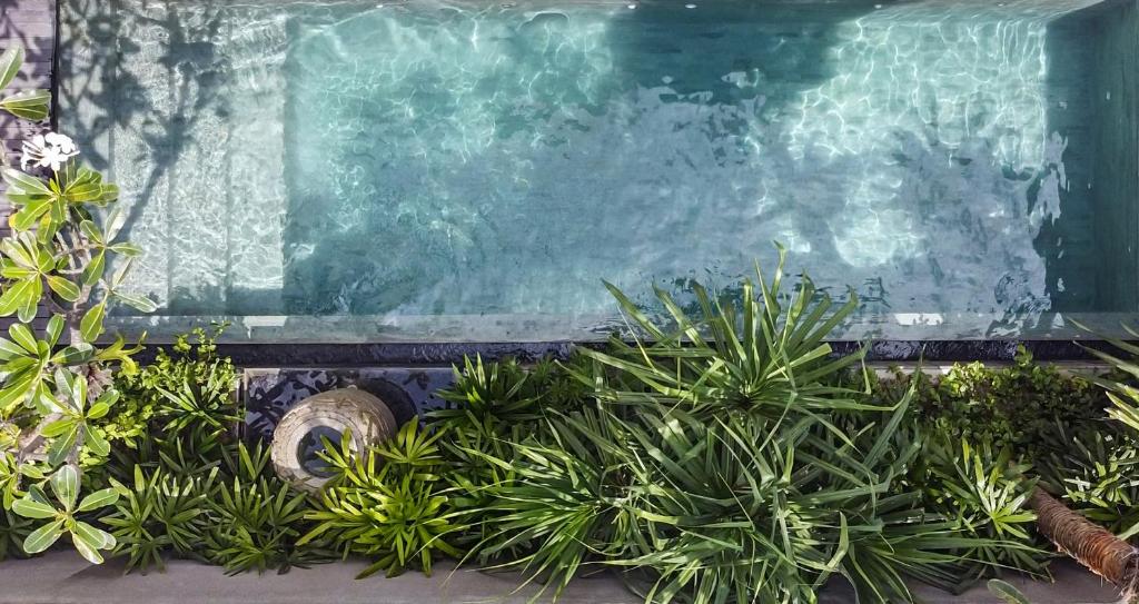 坎古Blossom Eco Luxe Villas by Ekosistem的前面有植物的游泳池
