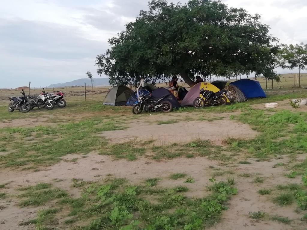 San FranciscoPachingo la primavera的一组摩托车停在帐篷旁边的树下