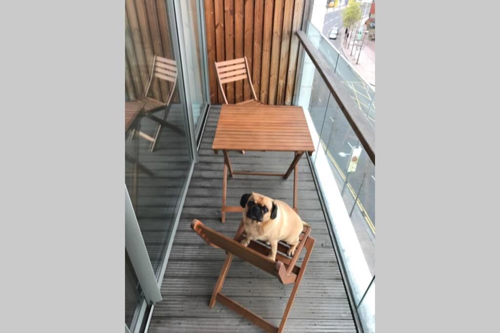 贝尔法斯特Benjis Apartment的坐在阳台上椅子上的狗