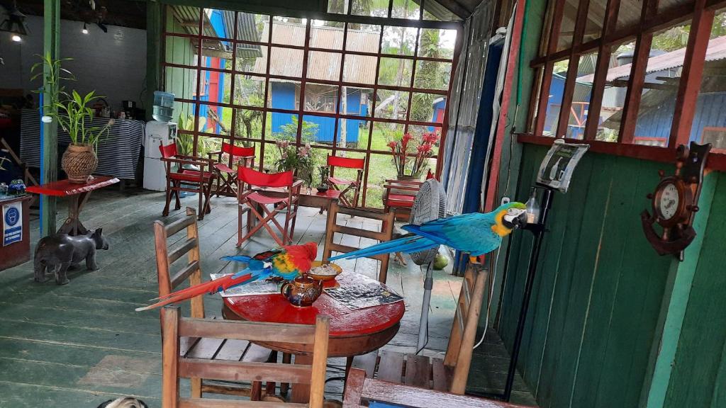 Puerto NariñoCabañas alto del aguila的坐在桌子上的两只五彩缤纷的鸟儿