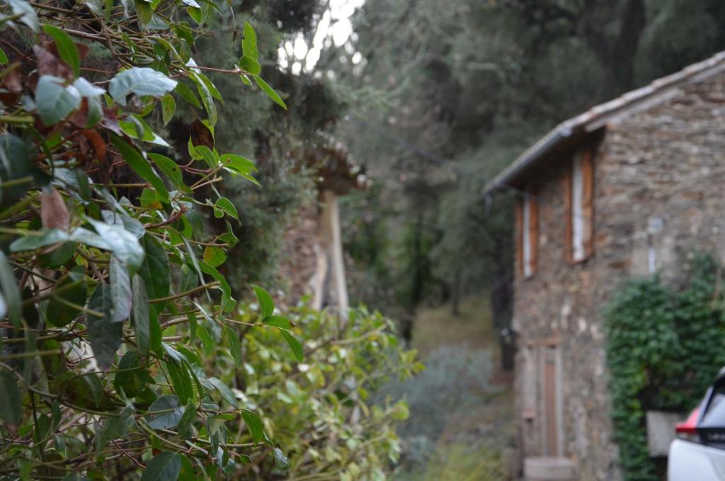 科洛布里埃Gîte Almanda - Calme & Nature - Mas Lou Castanea的树旁的砖房