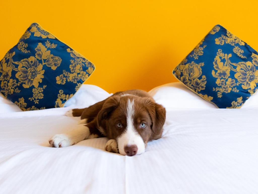 圣彼得罗-泰尔梅堡卡萨罗爱米迪克瑞斯酒店的一只棕色和白色的狗躺在床上
