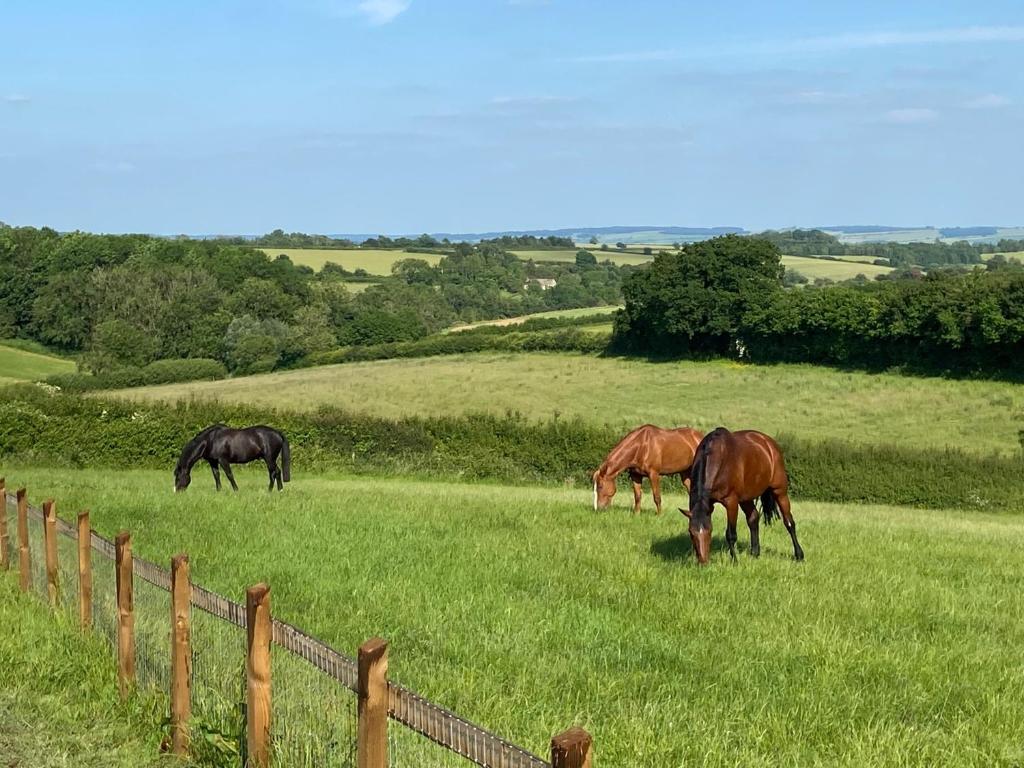 切尔滕纳姆Glebe Barn, Little Glebe Farm的三匹马在草地上放牧