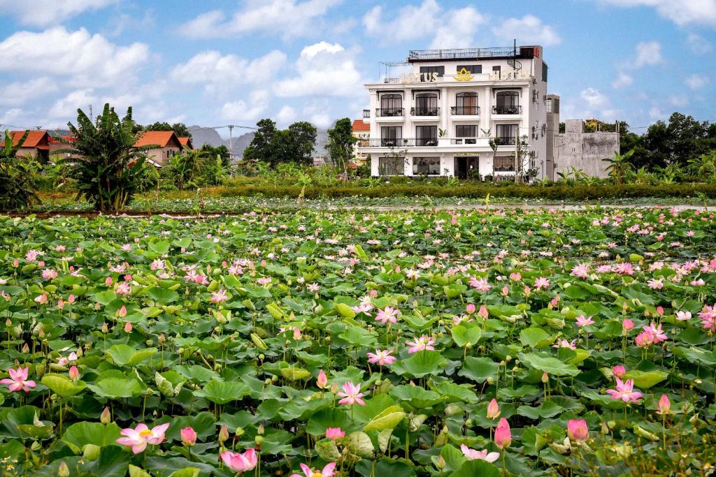 宁平Lotus Hotel Ninh Bình的一座建筑前方一片粉红色的花