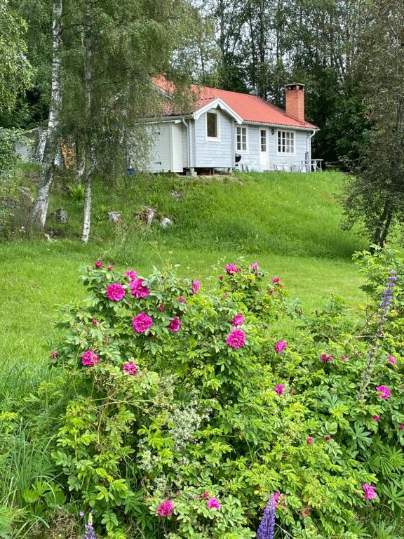 耶尔夫瑟Bialett的院子里白色的房子,花粉红色
