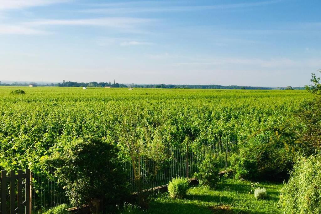 热夫雷尚贝尔坦Appartement avec vue sur les vignes à Gevrey的前地有栅栏的玉米地