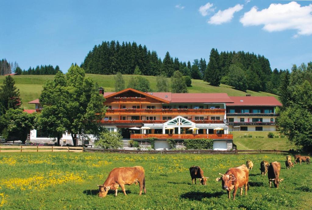 费斯恩洛特费西巴桑纳贝切尔酒店的一群牛在建筑物前的田野里放牧
