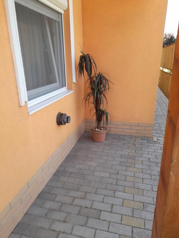 蒂萨菲赖德Thermál Apartman Tiszafüred的窗边锅里的植物