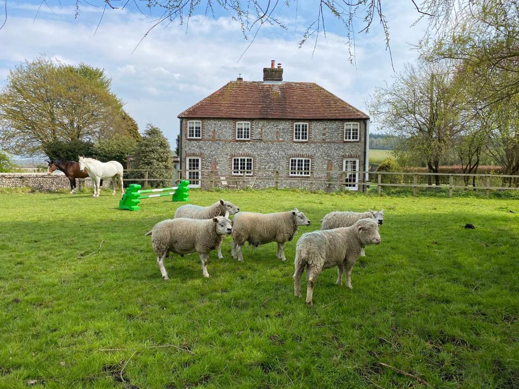 奇切斯特Charlton End - Goodwood Events的一群羊站在房子前面的田野上