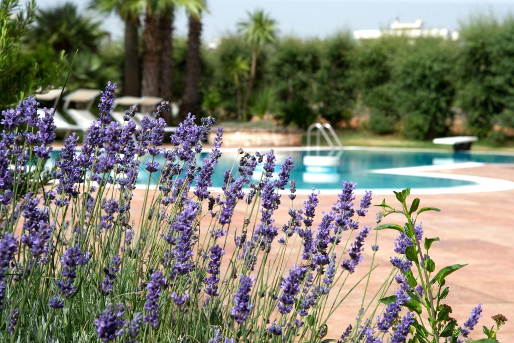 马丁纳弗兰卡Villa Martino的游泳池前种有紫色花的花园