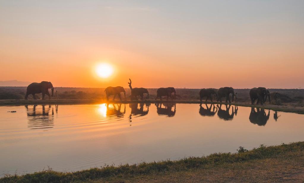 卡帕玛私人野生动物保护区Jabulani Safari的一群大象在日落时分穿越河流
