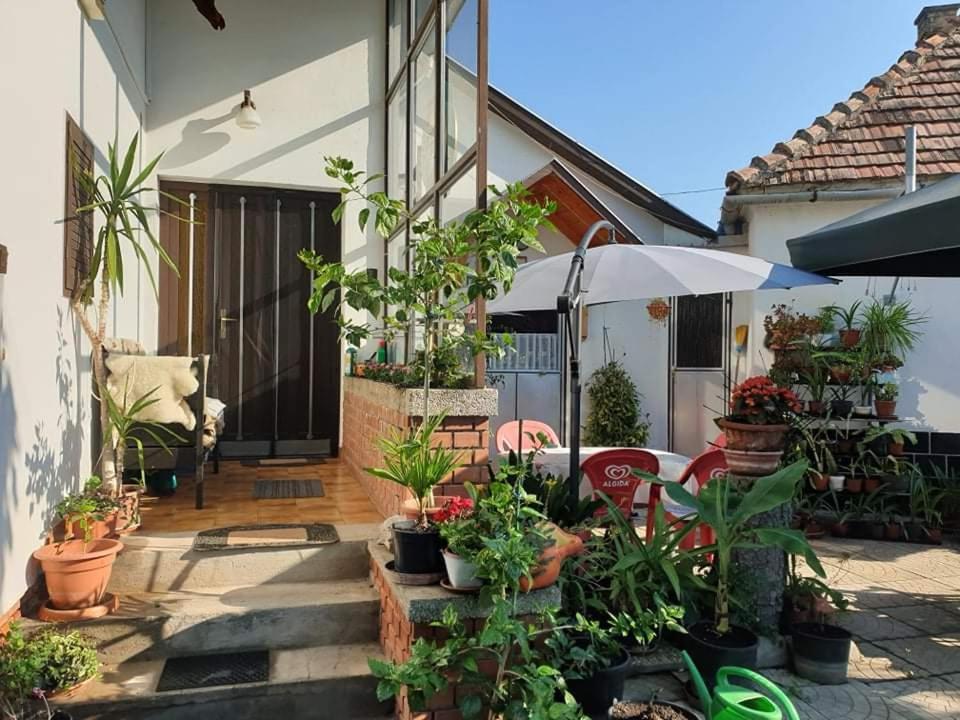 LovasAnna Apartman的一座种有植物和遮阳伞的庭院