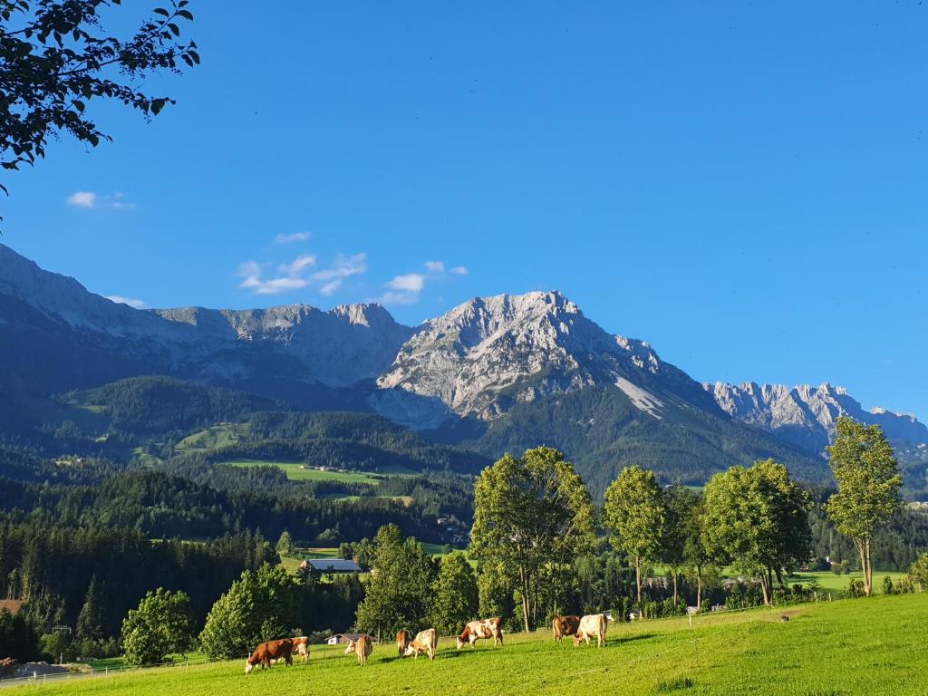瑟尔Bauernhof Neu-Endfelden, Günter Widauer的一群牛在山地的牧场上放牧