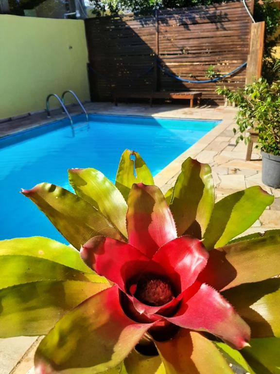 瓜鲁雅PousadaRecanto684Guarujá的游泳池旁的红花